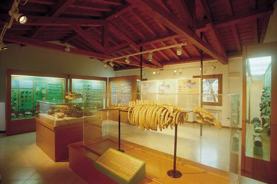museo-ronca-2-dugongo-veneto-italy