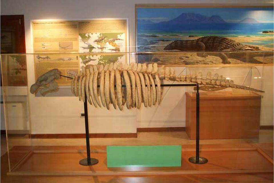 museo-ronca-3-dugongo-veneto-italy