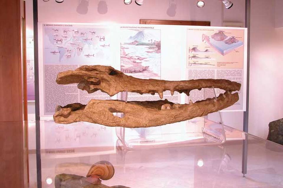 museo-ronca-6-crocodilus-veneto-italy